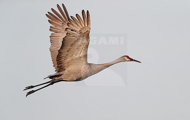 Florida Sandhill Crane, Grus canadensis pratensis, adult in flight in Florida USA stock-image by Agami/Helge Sorensen,