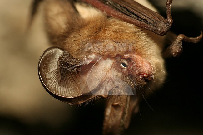 Gewone grootoorvleermuis hangend; Brown long-eared bat hanging stock-image by Agami/Theo Douma,