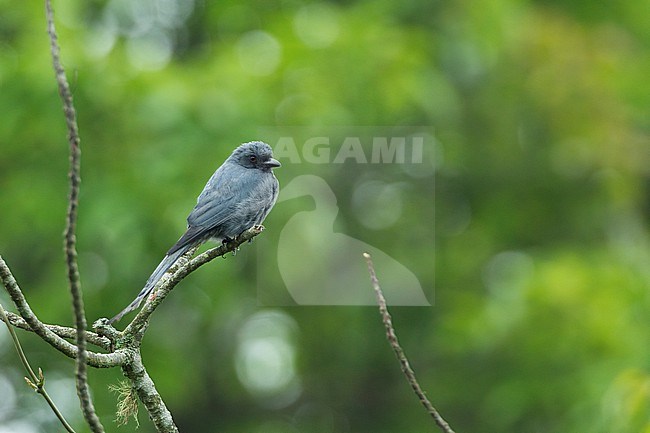 Ashy Drongo (Dicrurus leucophaeus), perched in Khao Yai National Park, Thailand stock-image by Agami/Helge Sorensen,