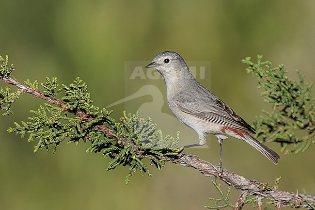 Adult male
Maricopa Co., AZ
April 2024 stock-image by Agami/Brian E Small,