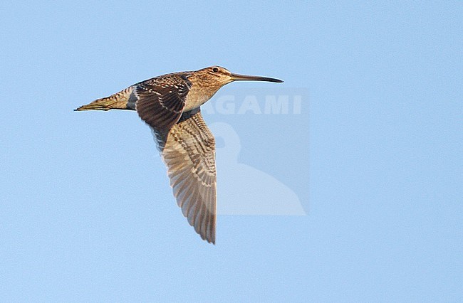 Watersnip in vlucht, Common Snipe in flight stock-image by Agami/Mike Danzenbaker,