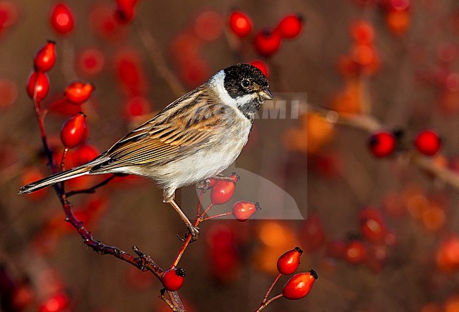 Common Reed Bunting (Emberiza schoeniclus) in Italy. stock-image by Agami/Daniele Occhiato,