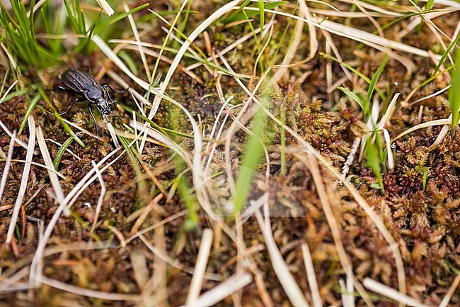 Carabus ménétriesi - Hochmoor-Laufkäfer, Germany (Bavaria), imago, male stock-image by Agami/Ralph Martin,