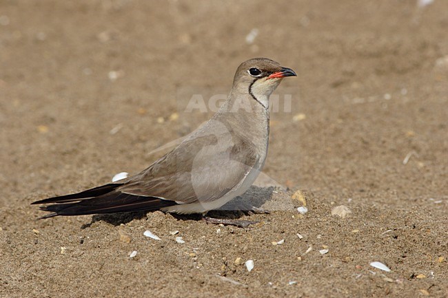 Vorkstaartplevier staand op grond; Collared Pratincole perched on ground stock-image by Agami/Karel Mauer,