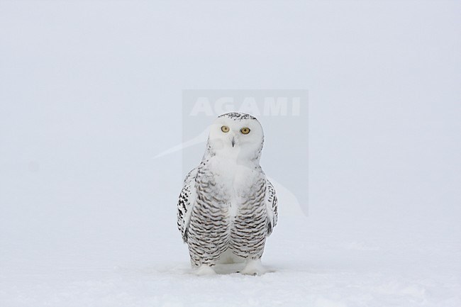 Sneeuwuil zittend in de sneeuw; Snowy Owl perched in the snow stock-image by Agami/Chris van Rijswijk,