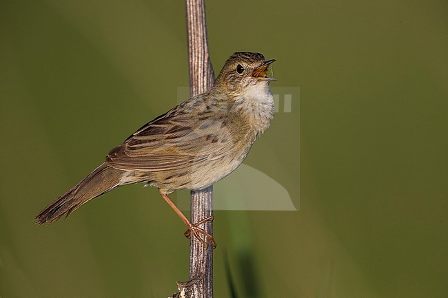 Sprinkhaanzanger; Grasshopper Warbler; Locustella naevia straminea stock-image by Agami/Daniele Occhiato,