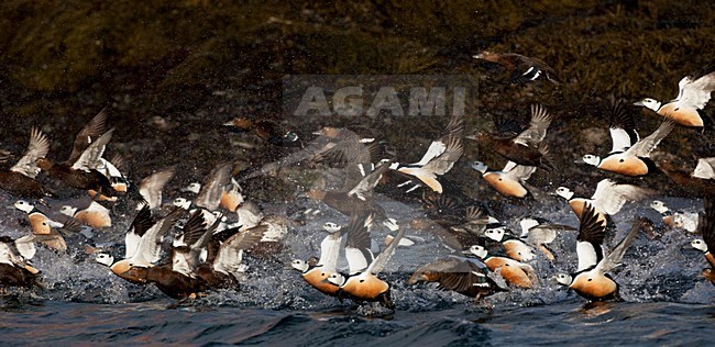 Stellers Eider; Steller's Eider; Polysticta stelleri stock-image by Agami/Hugh Harrop,