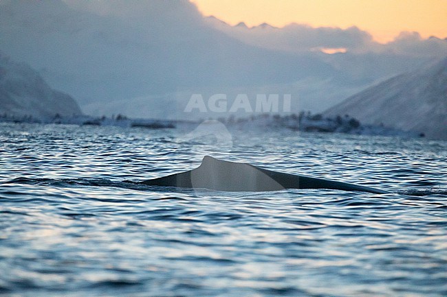 Humpback whale (Megaptera novaeangliae) showing its back, during sunset, in a setting of Norwegian fjords. stock-image by Agami/Sylvain Reyt,