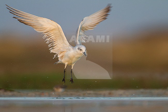Lachstern, Gull-billed Tern, Gelochelidon nilotica, Oman, adult, winter plumage stock-image by Agami/Ralph Martin,