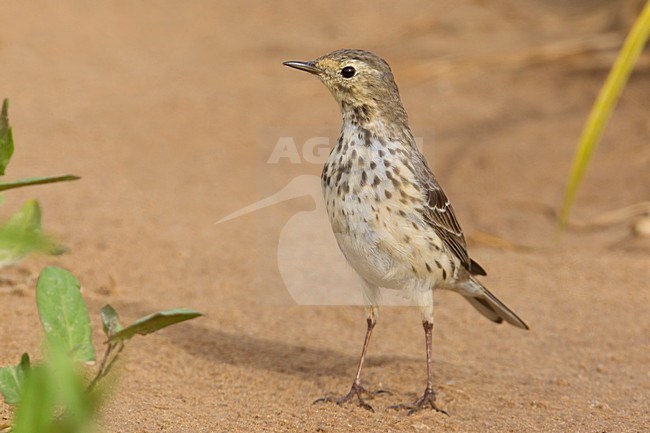 Pacifische Waterpieper; Buff-bellied Pipit; Anthus rubescens japonicus stock-image by Agami/Daniele Occhiato,