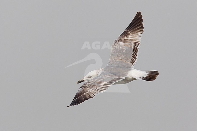 Gabbiano del Caspio; Caspian Gull: Larus cachinnans cachinnans stock-image by Agami/Daniele Occhiato,