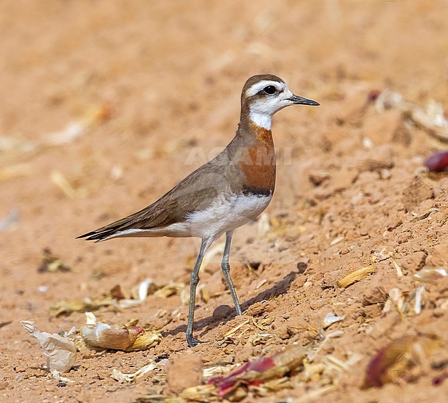 3 birds together are in the same field. 1 male 2 females near Yotvata in Southern Israel. stock-image by Agami/Vincent Legrand,