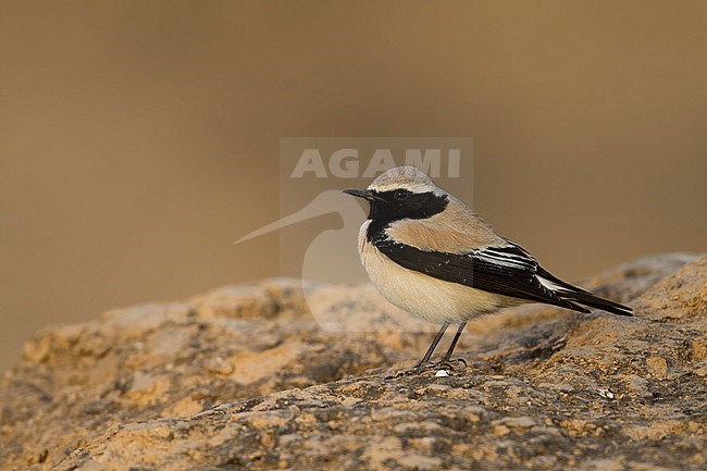 Desert Wheatear - Wüstensteinschmätzer - Oenanthe deserti, Oman, adult male stock-image by Agami/Ralph Martin,