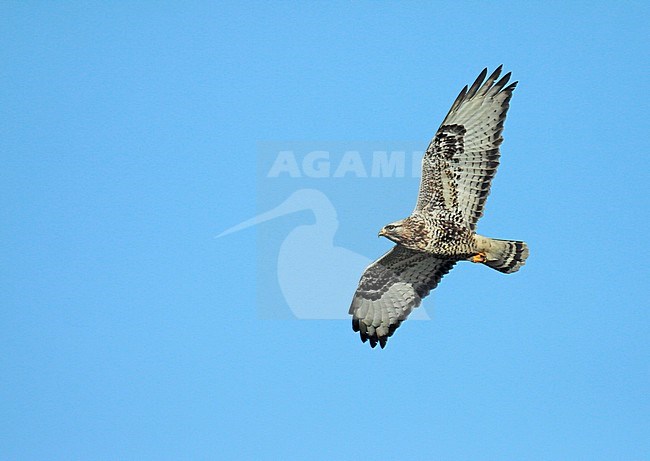 Rough-legged Buzzard (Buteo lagopus), adult male in flight, seen from below, showing under wings. stock-image by Agami/Fred Visscher,