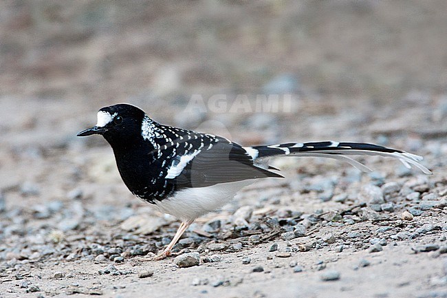 Gevlekte Vorkstaart, Spotted Forktail, Enicurus maculatus stock-image by Agami/AGAMI,