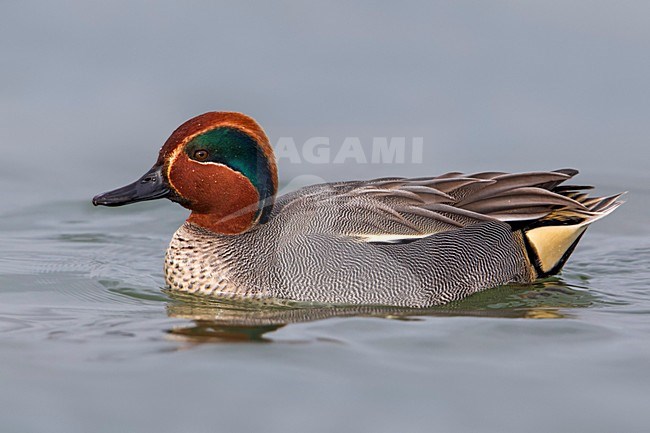 Alzavola; Eurasian Teal ; Anas crecca stock-image by Agami/Daniele Occhiato,