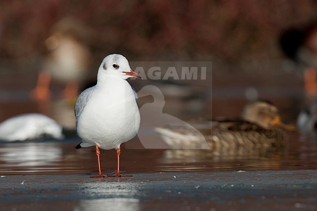 Volwassen Kokmeeuw in winterkleed op het ijs; Adult winter Black-headed Gull standing on ice stock-image by Agami/Arnold Meijer,