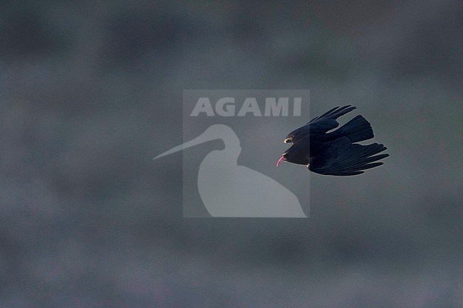 Alpenkraai, Red-billed Chough, Pyrrhocorax pyrrhocorax erythroramphos, Spain, adult stock-image by Agami/Ralph Martin,