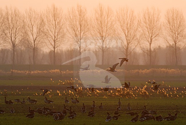 Grauwe Gans groep staand; Grey-lag Goose Group perched in gras stock-image by Agami/Hans Gebuis,