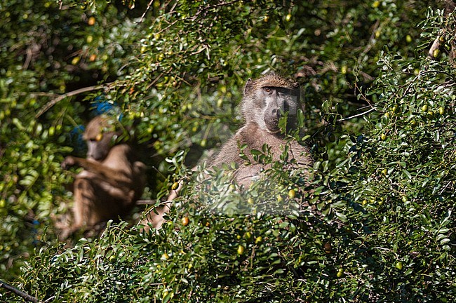 Chacma baboons, Papio ursinus, sitting in a tree. Mashatu Game Reserve, Botswana. stock-image by Agami/Sergio Pitamitz,
