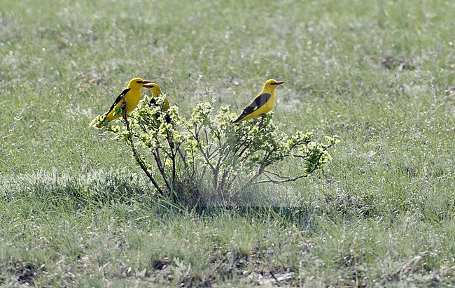 Wielewaal; Golden Oriole; Oriolus oriolus stock-image by Agami/Dick Forsman,