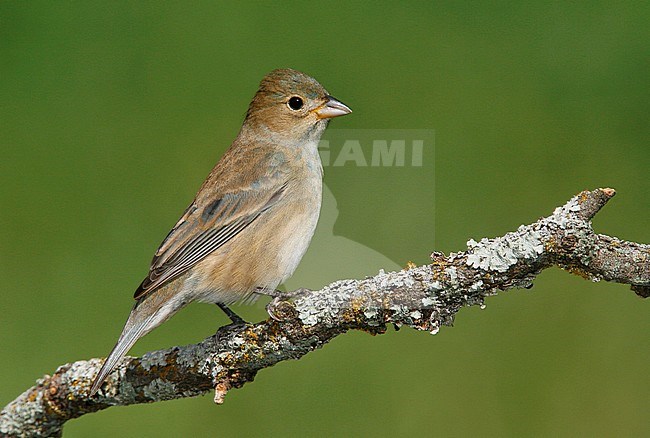 Adult female
Galveston Co., TX
April 2006 stock-image by Agami/Brian E Small,