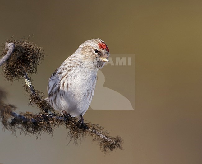 Grote Barmsijs zittend op tak; Mealy Redpoll perched on branch stock-image by Agami/Arie Ouwerkerk,
