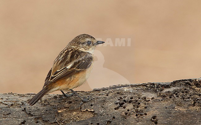 Female Stejneger's Stonechat (Saxicola stejnegeri) at Bahkplee, Thailand stock-image by Agami/Helge Sorensen,