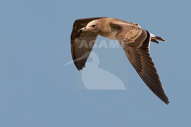 Hemprichs Meeuw; Sooty Gull stock-image by Agami/Daniele Occhiato,