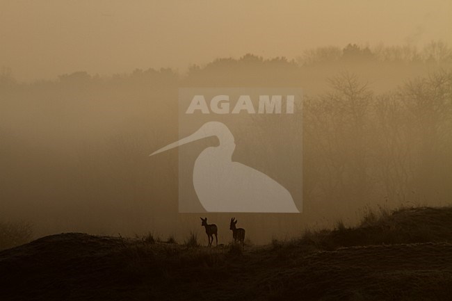 Ree staand met zonsopkomst; Roe deer standing in sunrise stock-image by Agami/Menno van Duijn,