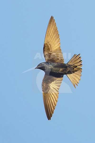 Adult male Purple Martin (Progne subis) in flight at Galveston County, Texas, USA. stock-image by Agami/Brian E Small,