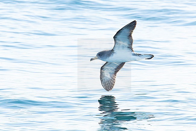Cory's shearwater (Calonectris borealis) off the Isles of Scillies, Cornwall, England. stock-image by Agami/Martijn Verdoes,