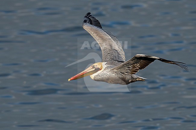 Adult breeding
San Diego Co., CA
January 2020 stock-image by Agami/Brian E Small,