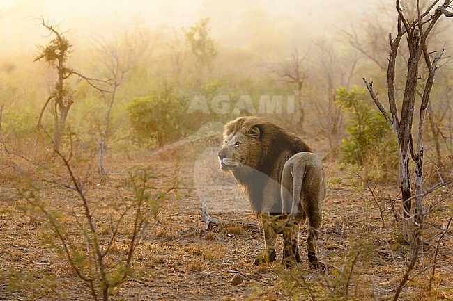 Lion (Panthera Leo) male standing at Kruger National Park at sunrise stock-image by Agami/Caroline Piek,