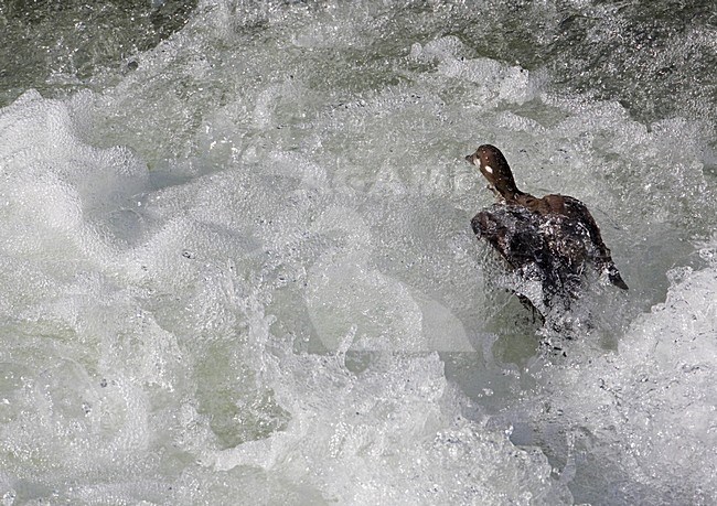 Vrouwtje Harlekijneend in snelstromend riviertje; Female Harlequin Duck at fast flowing river stock-image by Agami/Markus Varesvuo,