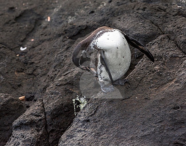 Galapagos Penguin (Spheniscus mendiculus), a rare endemic from the Galapagos Islands stock-image by Agami/Andy & Gill Swash ,