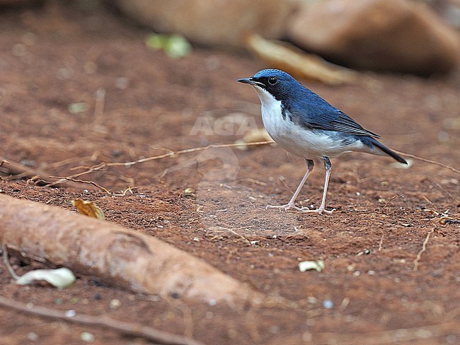 Siberian blue robin (Larvivora cyane) male perched on the forest floor in Thailand stock-image by Agami/James Eaton,