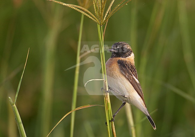 Male Siberian Stonechat in autumn plumage. stock-image by Agami/Markus Varesvuo,