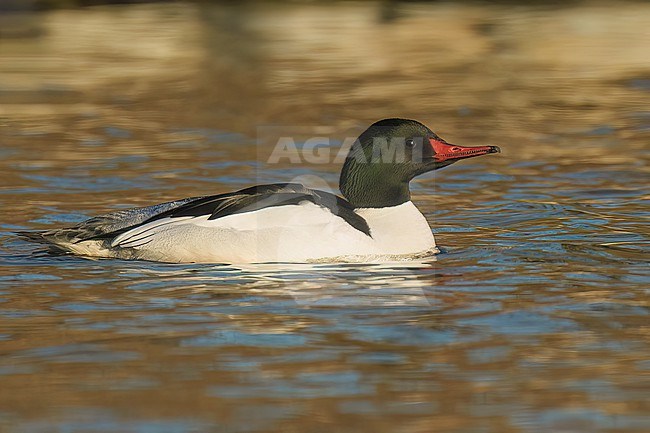 Adult male
Sacramento Co., CA
January 2023 stock-image by Agami/Brian E Small,