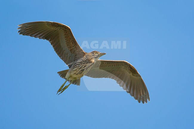 Kwak onvolwassen vliegend; Black-crowned Night Heron juvenile flying stock-image by Agami/Daniele Occhiato,