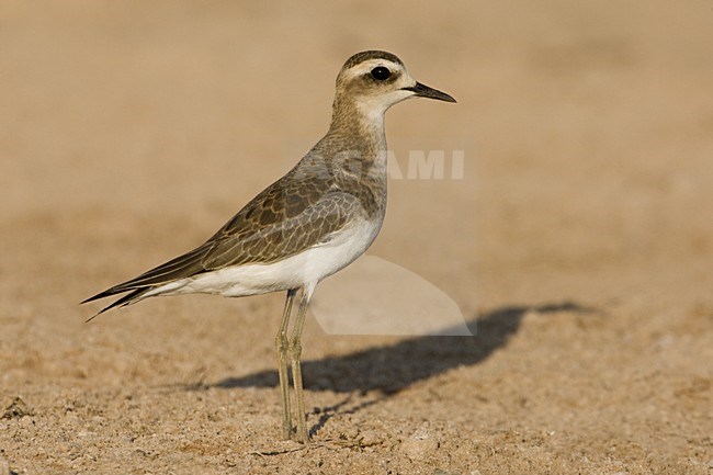 Kaspische Plevier in winterkleed; Caspian Plover in winterplumage stock-image by Agami/Daniele Occhiato,