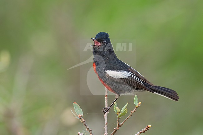 Adult
Coahuila, Mexico
May 2022 stock-image by Agami/Brian E Small,