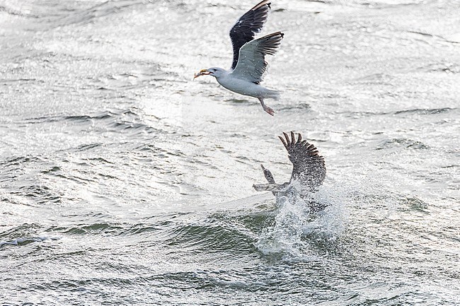  stock-image by Agami/Menno van Duijn,