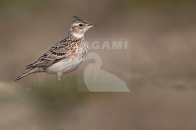 Eurasian Skylark; Alauda arvensis stock-image by Agami/Daniele Occhiato,