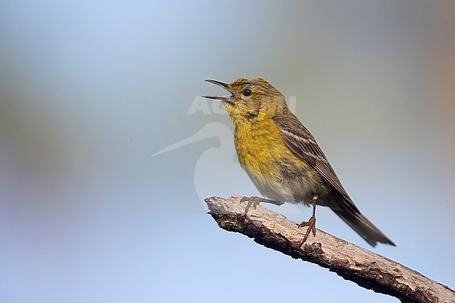 Adult worn male Pine Warbler (Setophaga pinus) in Florida, USA stock-image by Agami/Helge Sorensen,