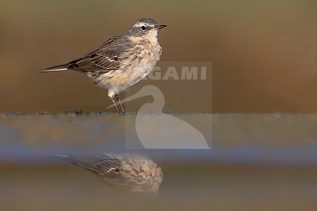 Water Pipit (Anthus spinoletta) in Italy. stock-image by Agami/Daniele Occhiato,