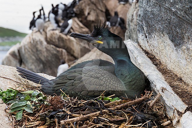 European Shag (Phalacrocorax aristotelis), adult sitting on the nest stock-image by Agami/Saverio Gatto,