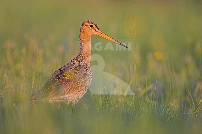 Adulte Grutto in weiland, Black-tailed Godwit adult in meadow stock-image by Agami/Menno van Duijn,