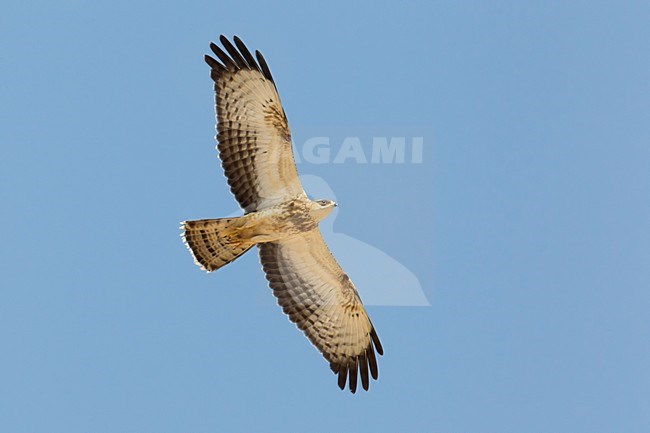 Juveniele Wespendief in de vlucht; Juvenile European Honey Buzzard in flight stock-image by Agami/Daniele Occhiato,