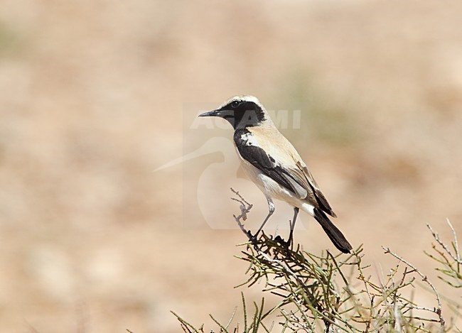 Mannetje Woestijntapuit zittend; Male Desert Wheatear perched stock-image by Agami/Roy de Haas,